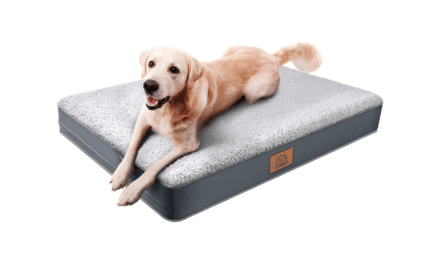 Best Budget Orthopedic Dog Bed: Is This the Ultimate Comfort Solution?